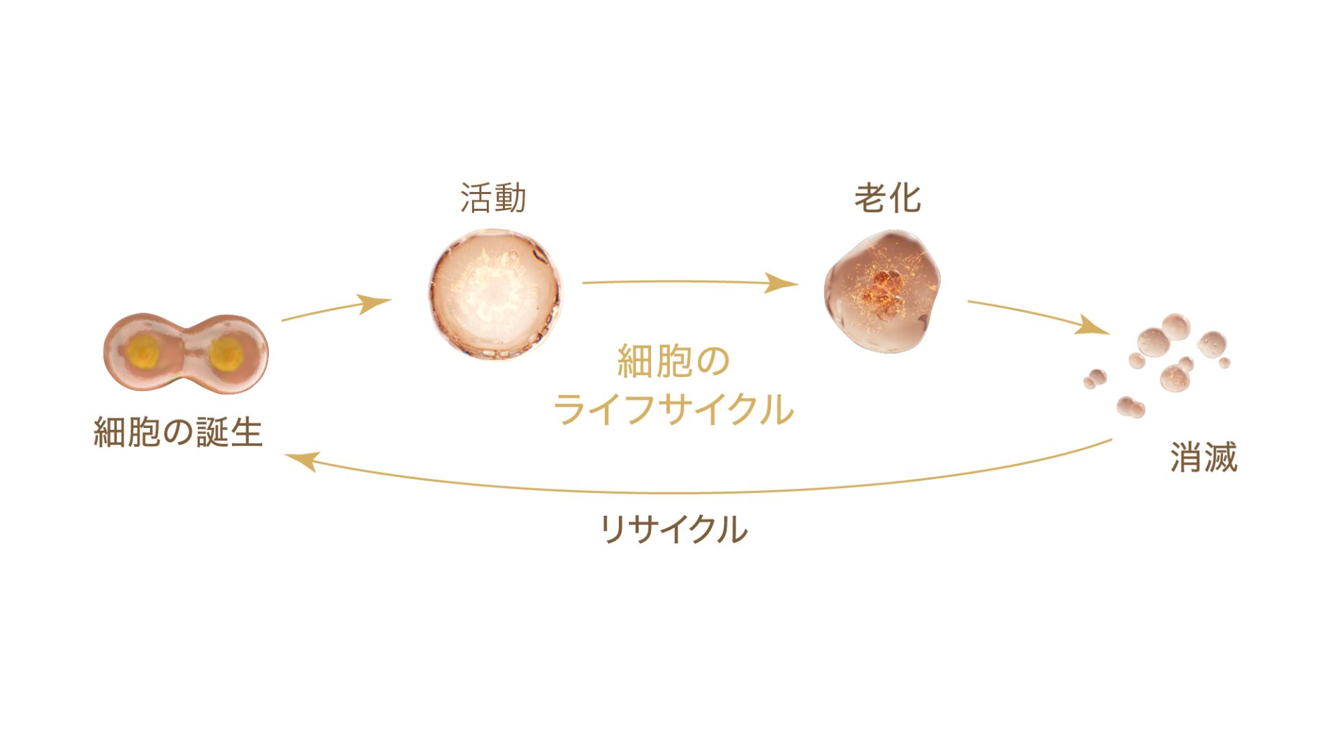 日本アムウェイ、「アーティストリー ロンジェビティTM」 美肌寿命へ