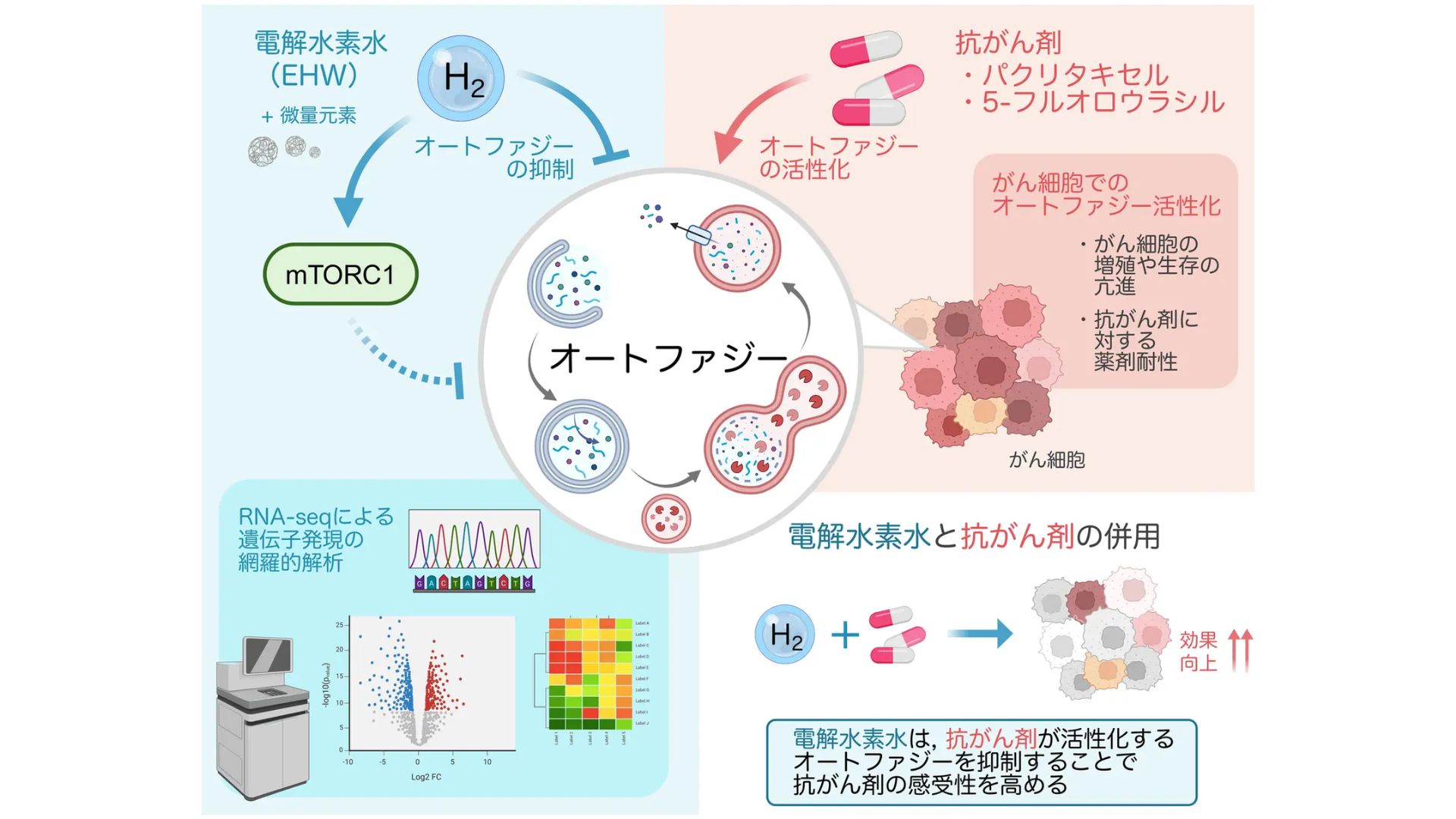 日本トリム、電解水素水の抗がん剤感受性向上示唆 細胞実験で新知見